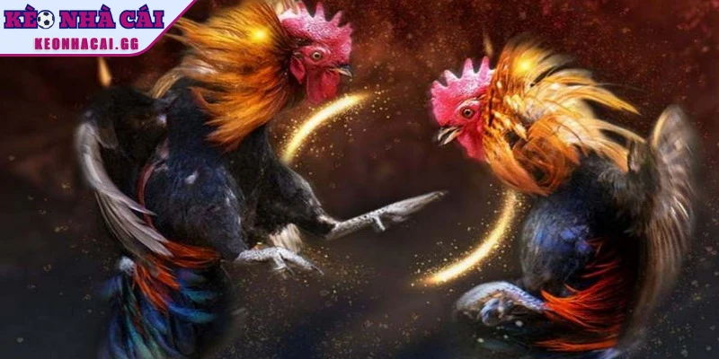 Điều quan trọng nhất khi tham gia đá gà trực tuyến là sự công bằng